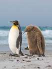 King penguin chick follows adult in the Falkland Islands in the South Atlantic, Saunders Island. Art Print